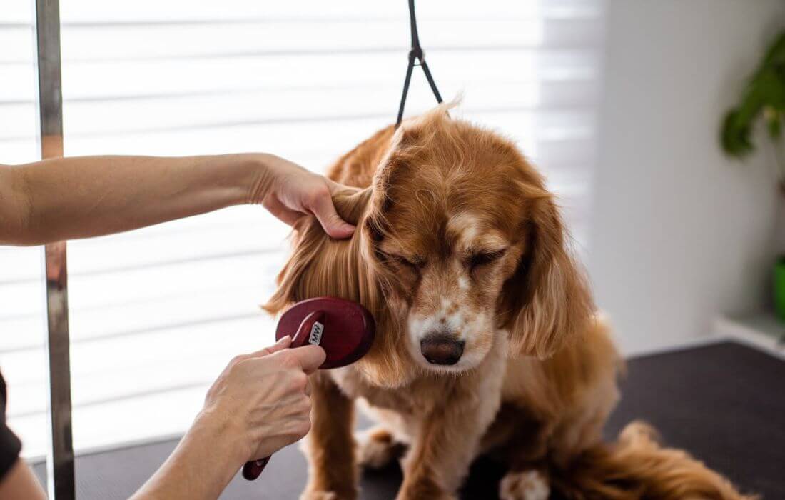 dog at grooming session