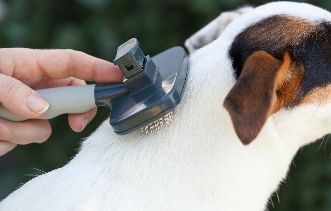 dog grooming
