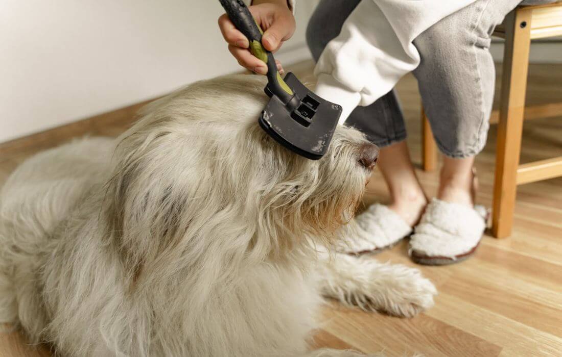 woman grooming dog hair at home