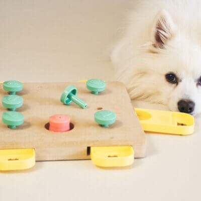 15 dog boredom busters to mentally stimulate your dog