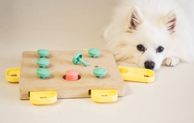 15 dog boredom busters to mentally stimulate your dog