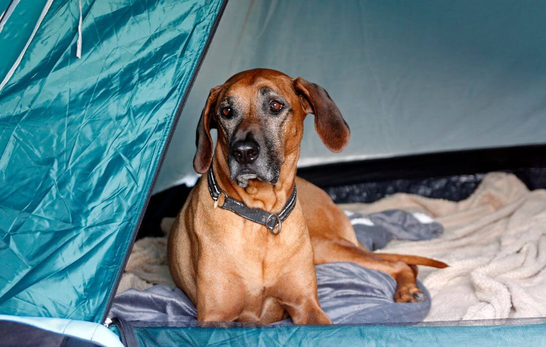 camping with dogs