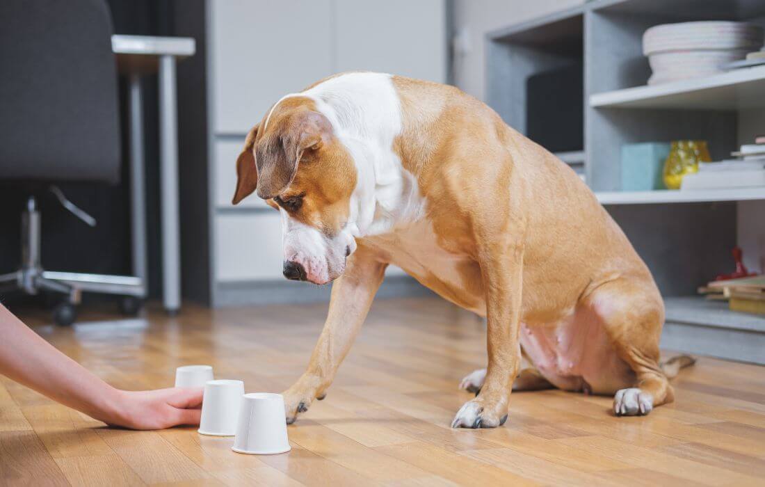 dog playing the shell game