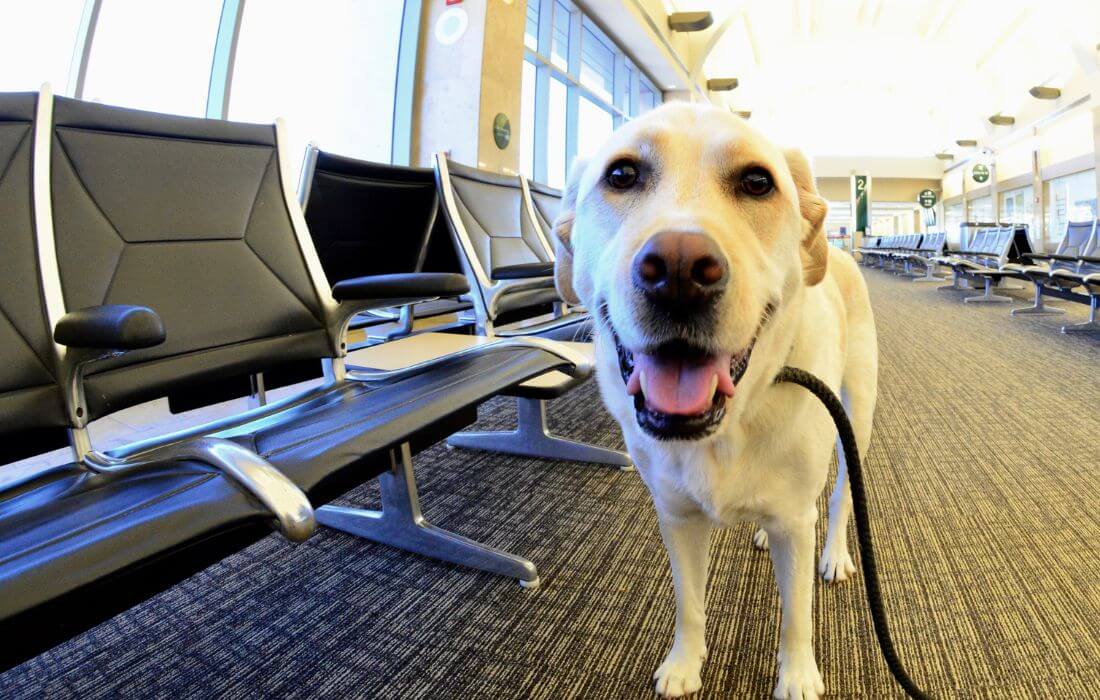 Labrador Retriever at airport