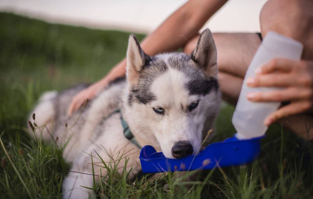 dog Drinking from Portable Water Bottle