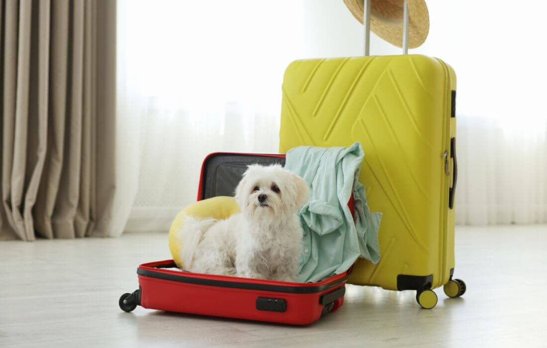 dog inside suitcase