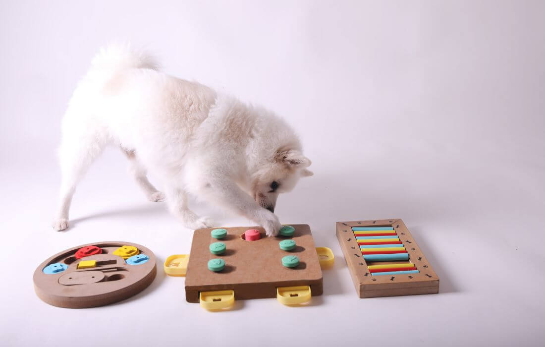 dog playing intellectual game