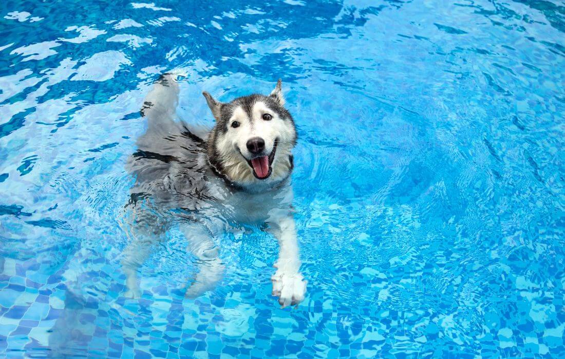 dog swimming in pool
