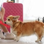 travelling with Fido