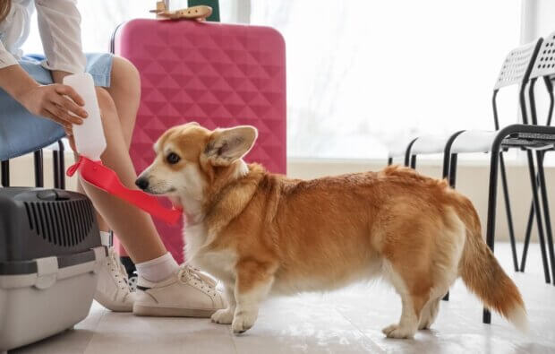 travelling with Fido