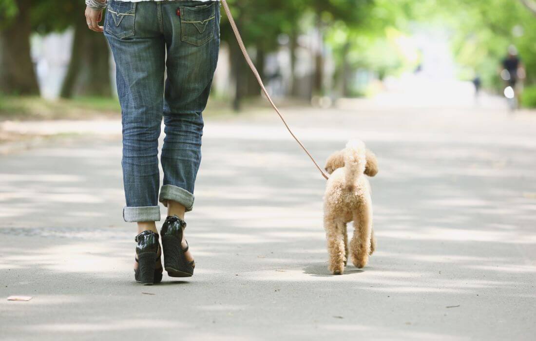 Casual Walk in the Park with a Dog