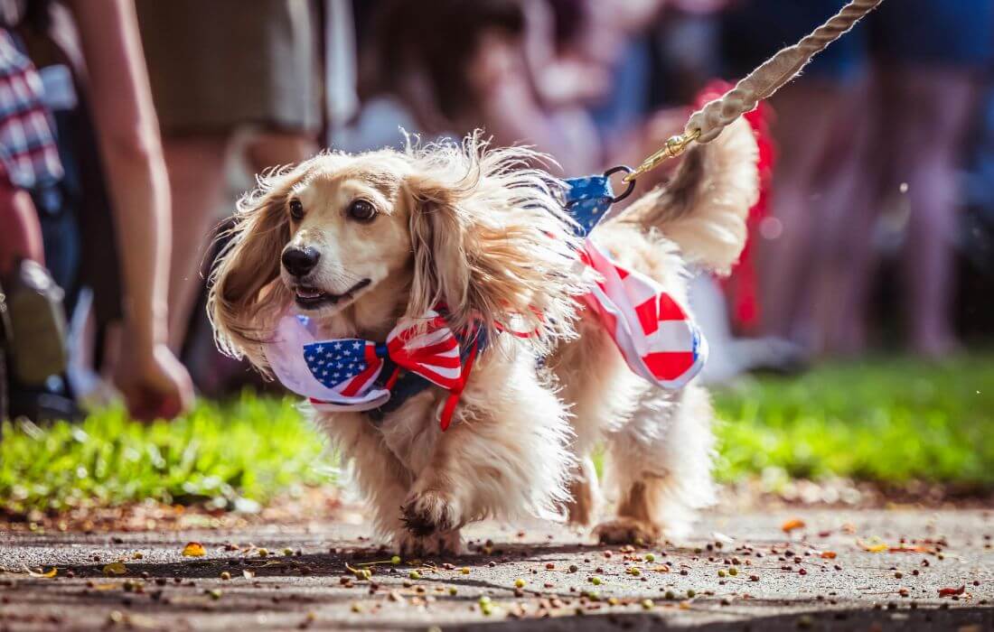 Dog in Costume with USA Flag