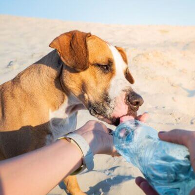 How to Keep Your Dog Hydrated in Summer Heat