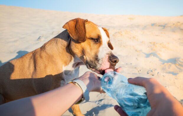 How to Keep Your Dog Hydrated in Summer Heat