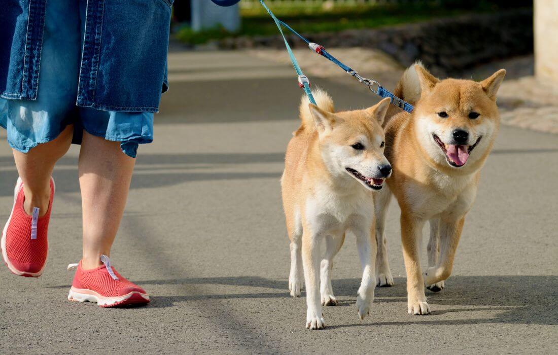 The dog walks on a leash.