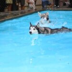 Dog swimming safety guide