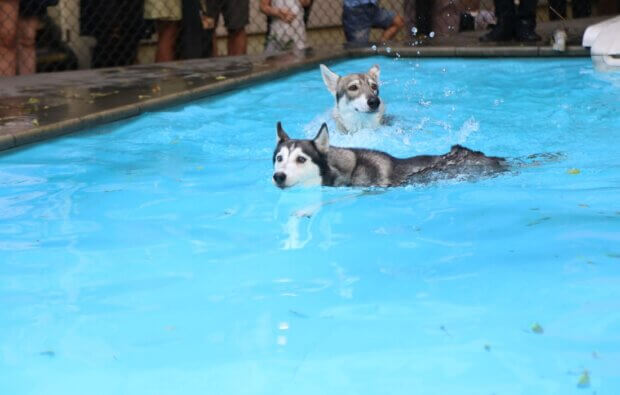 Dog swimming safety guide