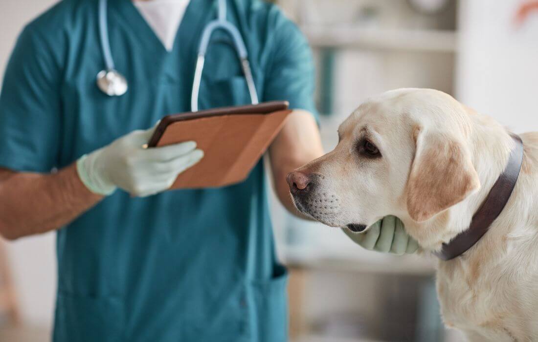 Vet Doctor Examining Labrador Dog