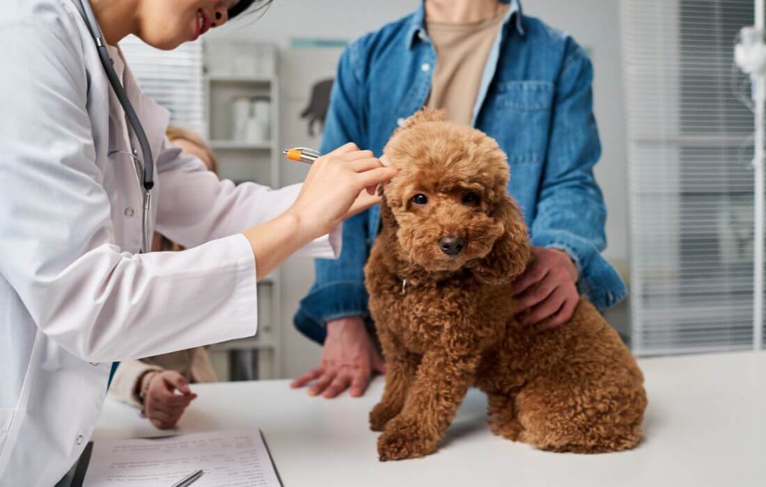 vet examining dog ear