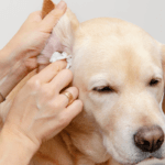 Cleaning and hygiene of the dog's ears.