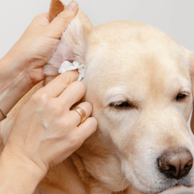 Cleaning and hygiene of the dog's ears.