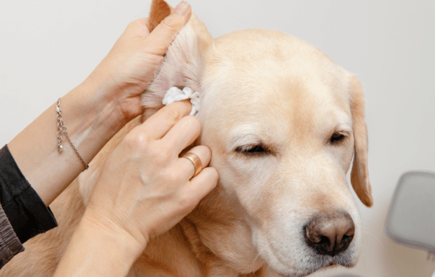 Cleaning and hygiene of the dog's ears.