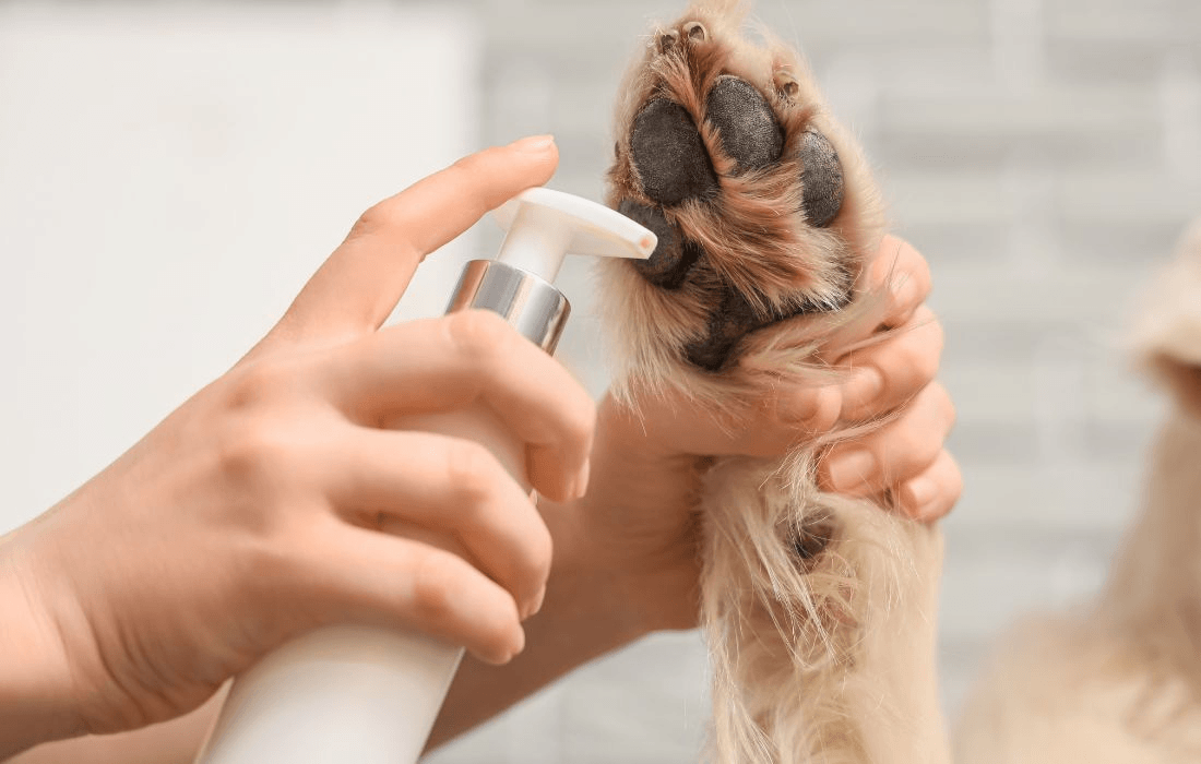 Owner Applying Cream onto Dog's Paw at Home