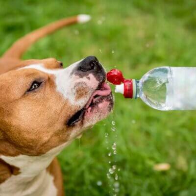 Signs of Heatstroke in Dogs: What to Do Before It's Too Late