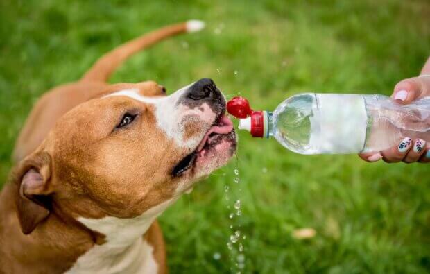 Signs of Heatstroke in Dogs: What to Do Before It's Too Late