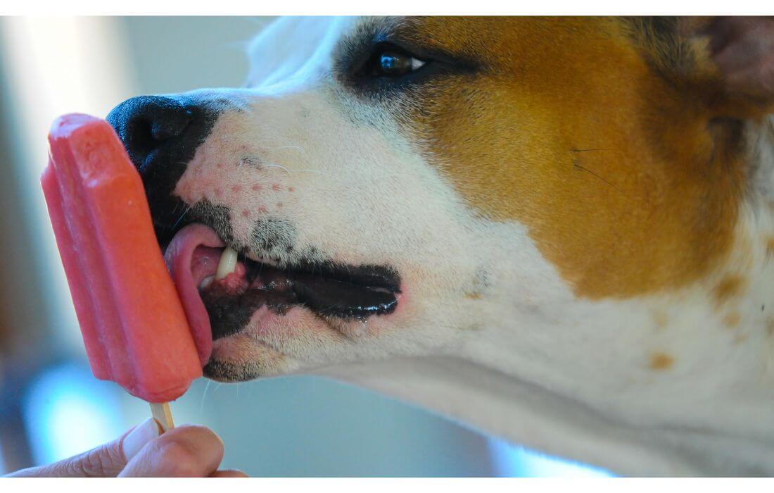 dog eating popsicle
