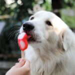 dog frozen trea recipes