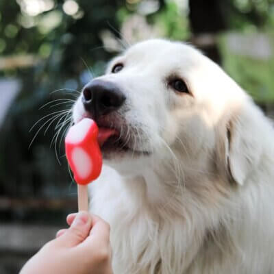 dog frozen trea recipes