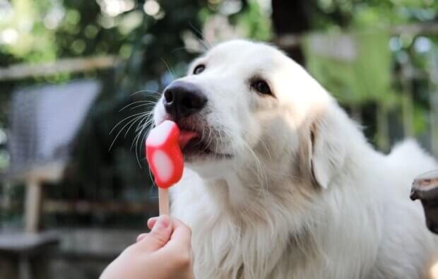 dog frozen trea recipes