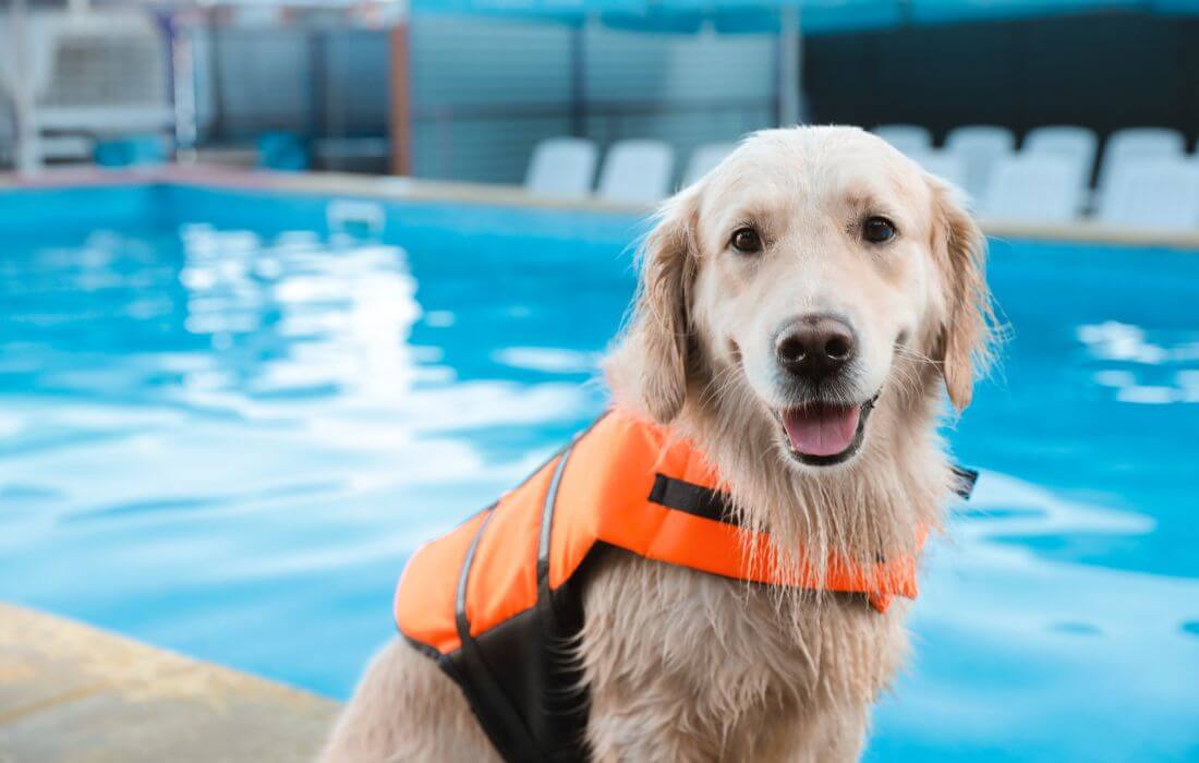 dog in life vest near swimming pool