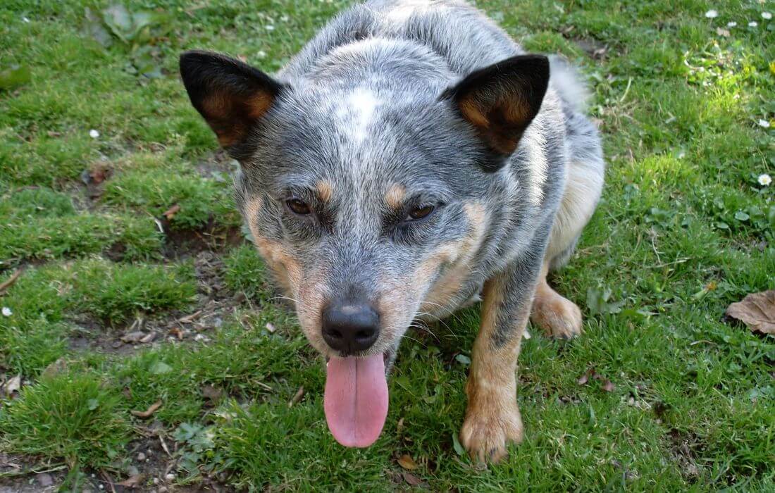 dog panting in heat