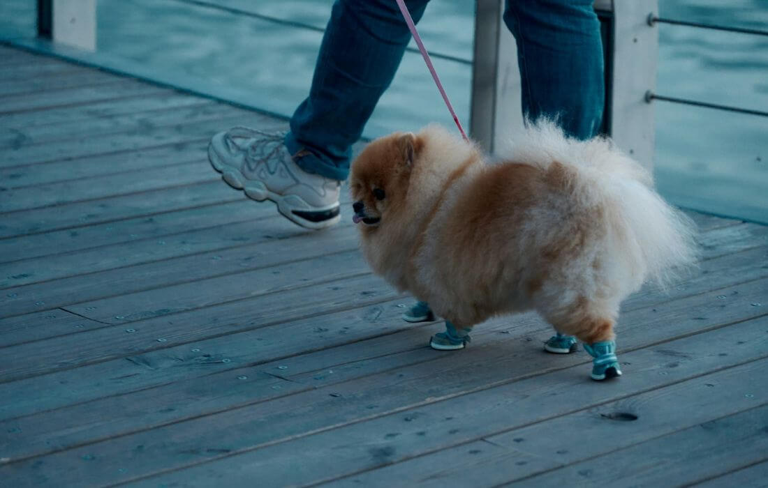 dog walking with booties