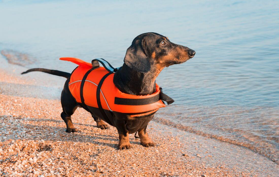 dog wearing life jacket 