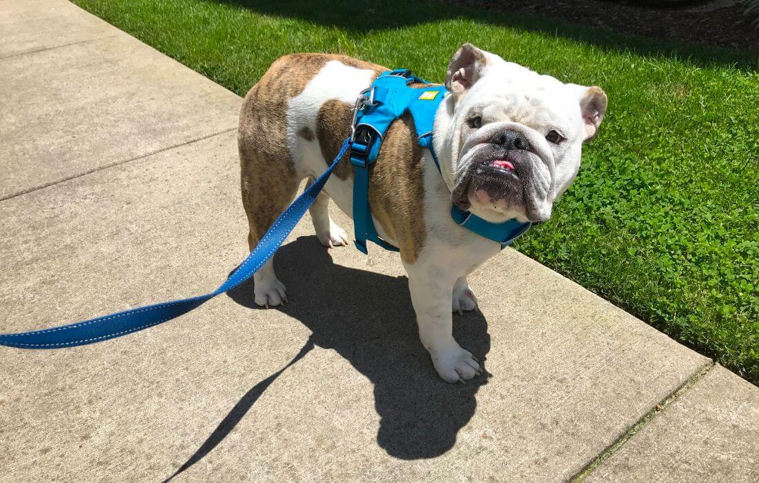 english bulldog on walk