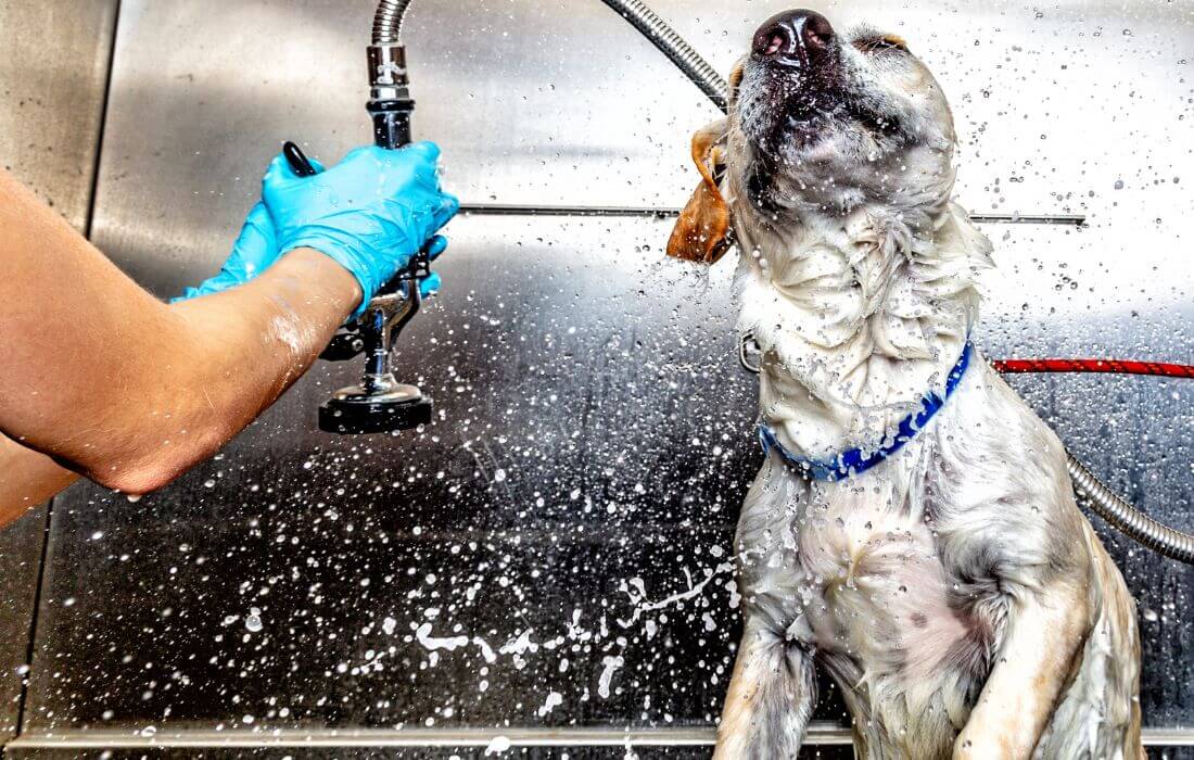 grooming dog after pool swim