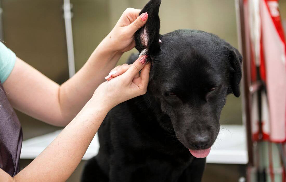 grooming dog ear