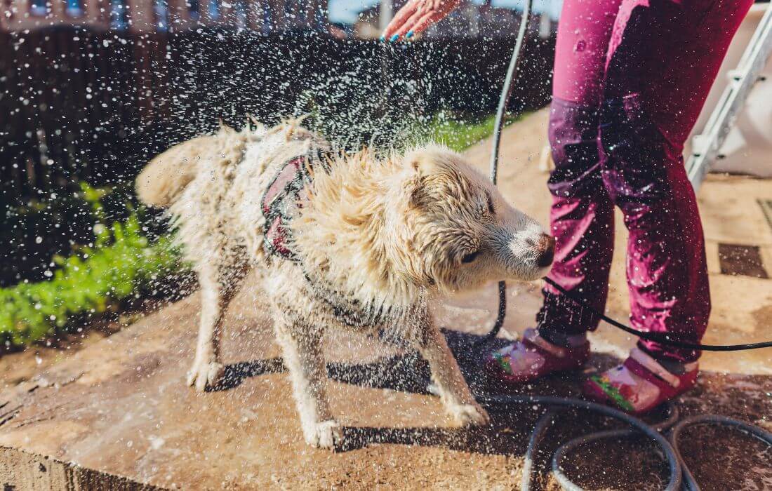 the dog washes under a shower, selective focus.