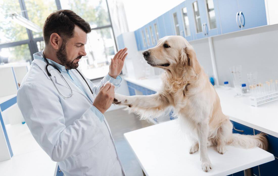 vet checking dog paws