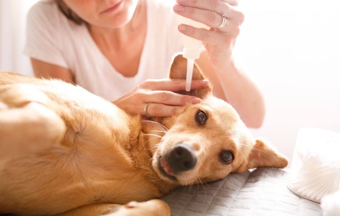 woman cleaning ear of dog
