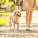 how hot is too hot to walk your dog