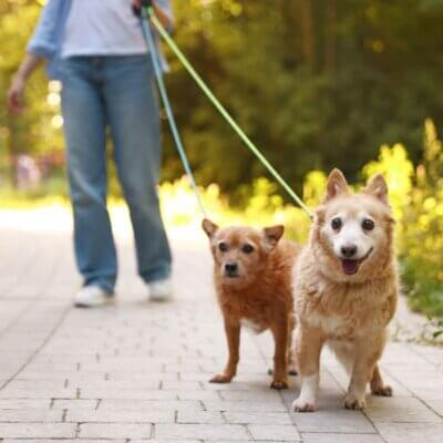 young woman walking her cute dog
