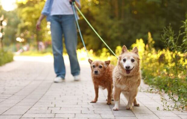 young woman walking her cute dog