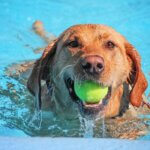 best water activities for dogs