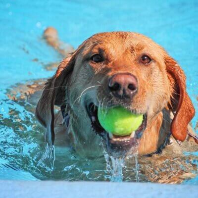 best water activities for dogs