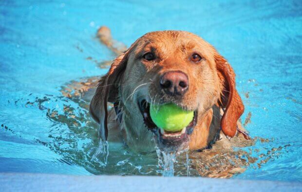 best water activities for dogs