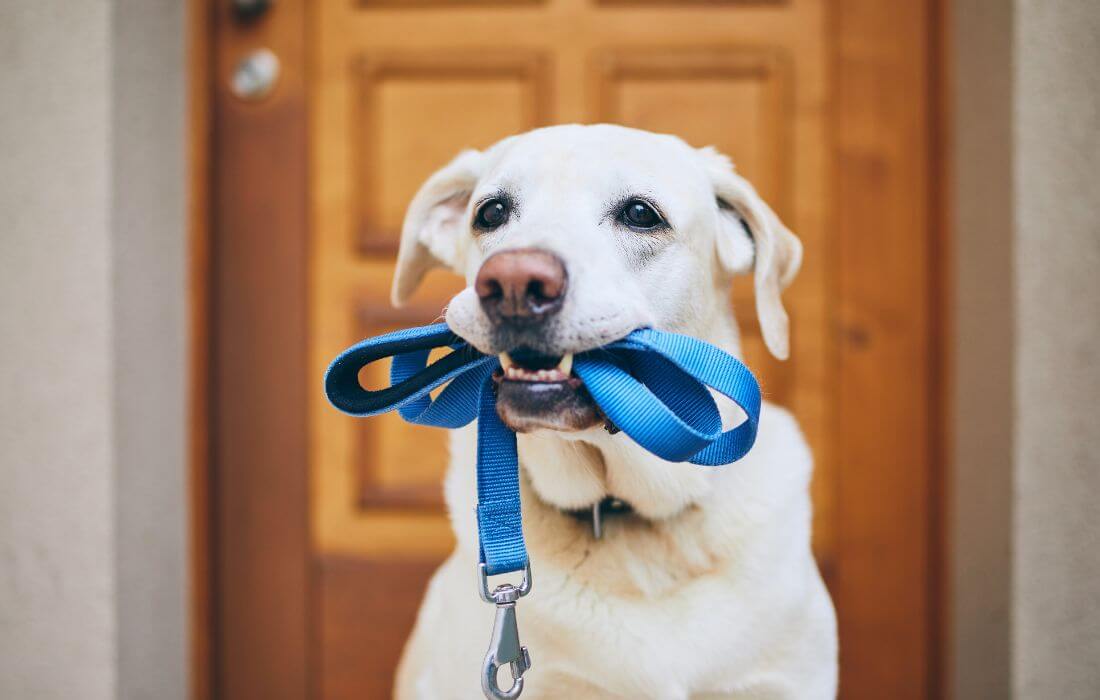 Dog Waiting for Walk